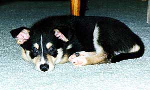Babagail at 9 weeks