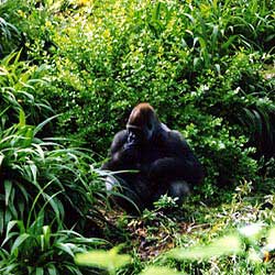 Gorilla at Animal Kingdom